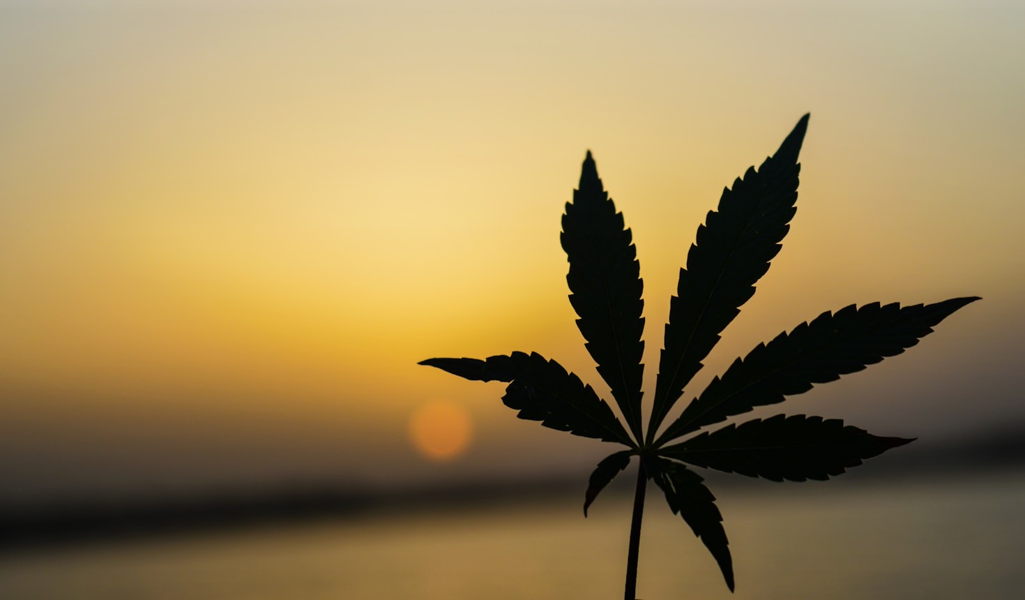The Role of AI in Shaping Cannabis Innovations