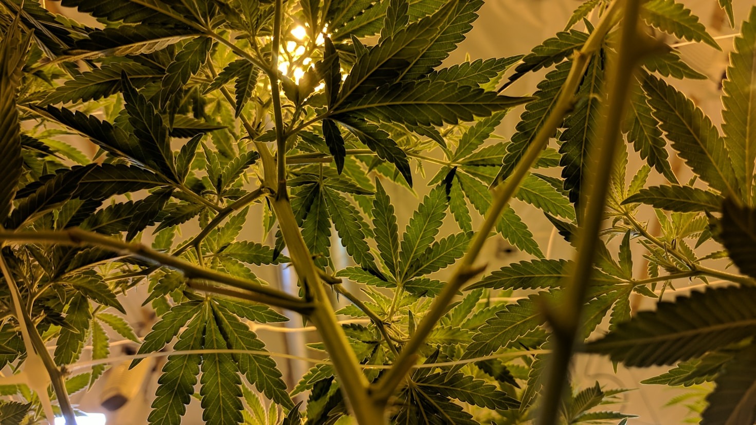Understanding the Growing Legal Landscape of Marijuana