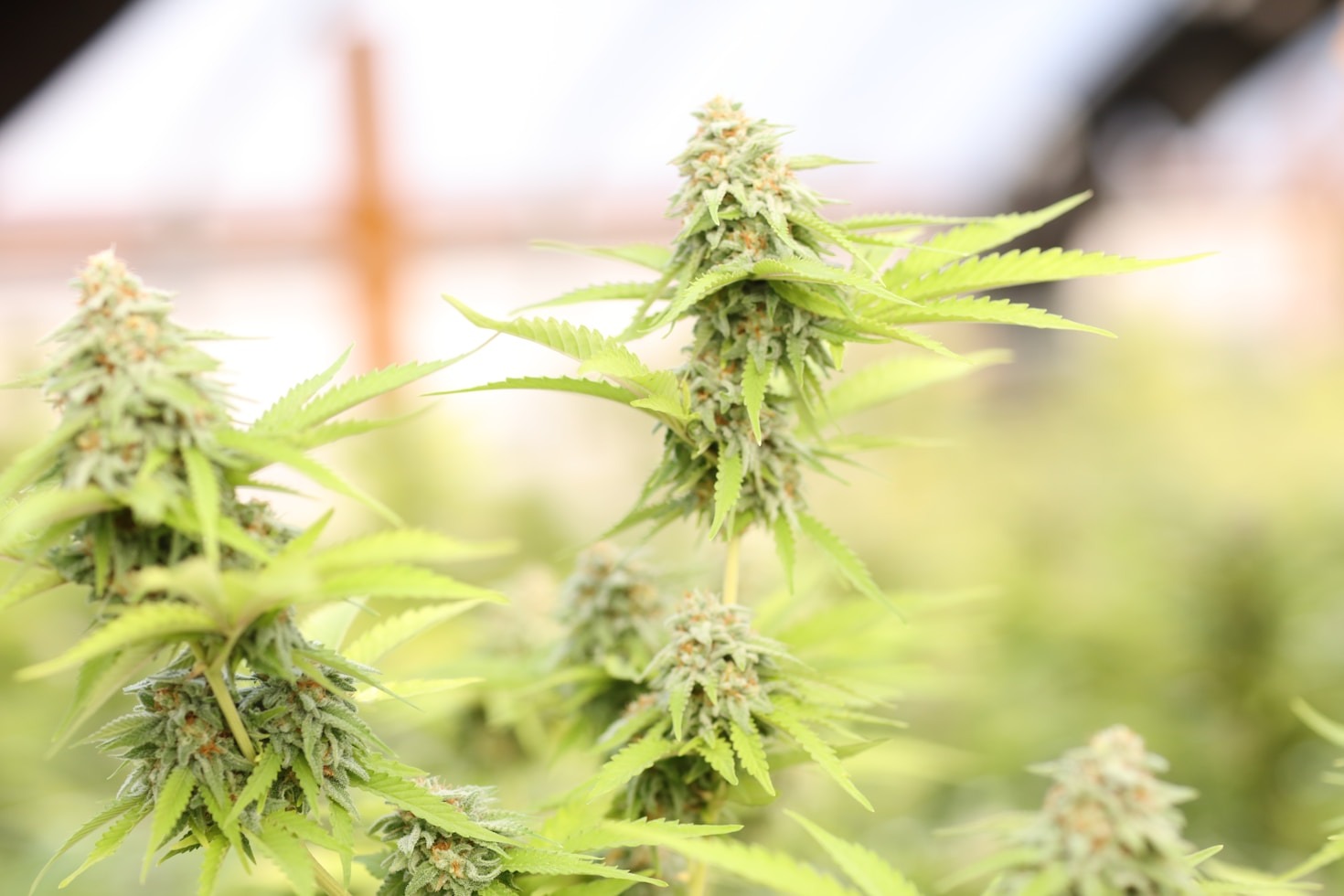 5 Breakthroughs in the Cannabis Sector This Year