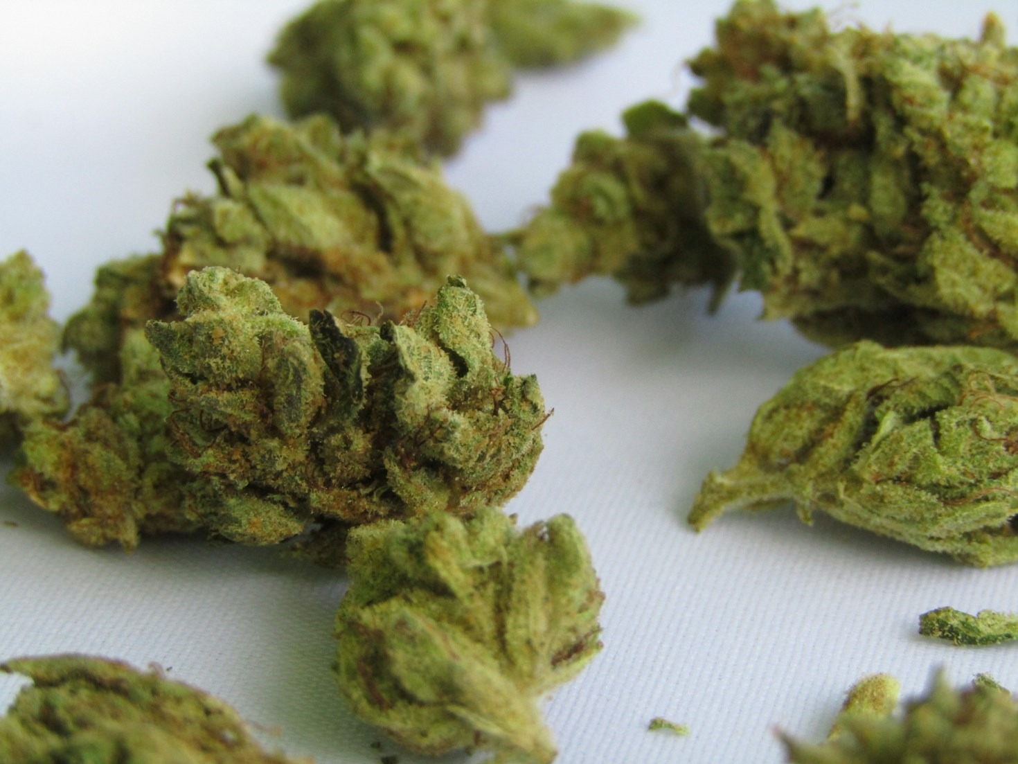 Why Staying Updated on Cannabis News Matters