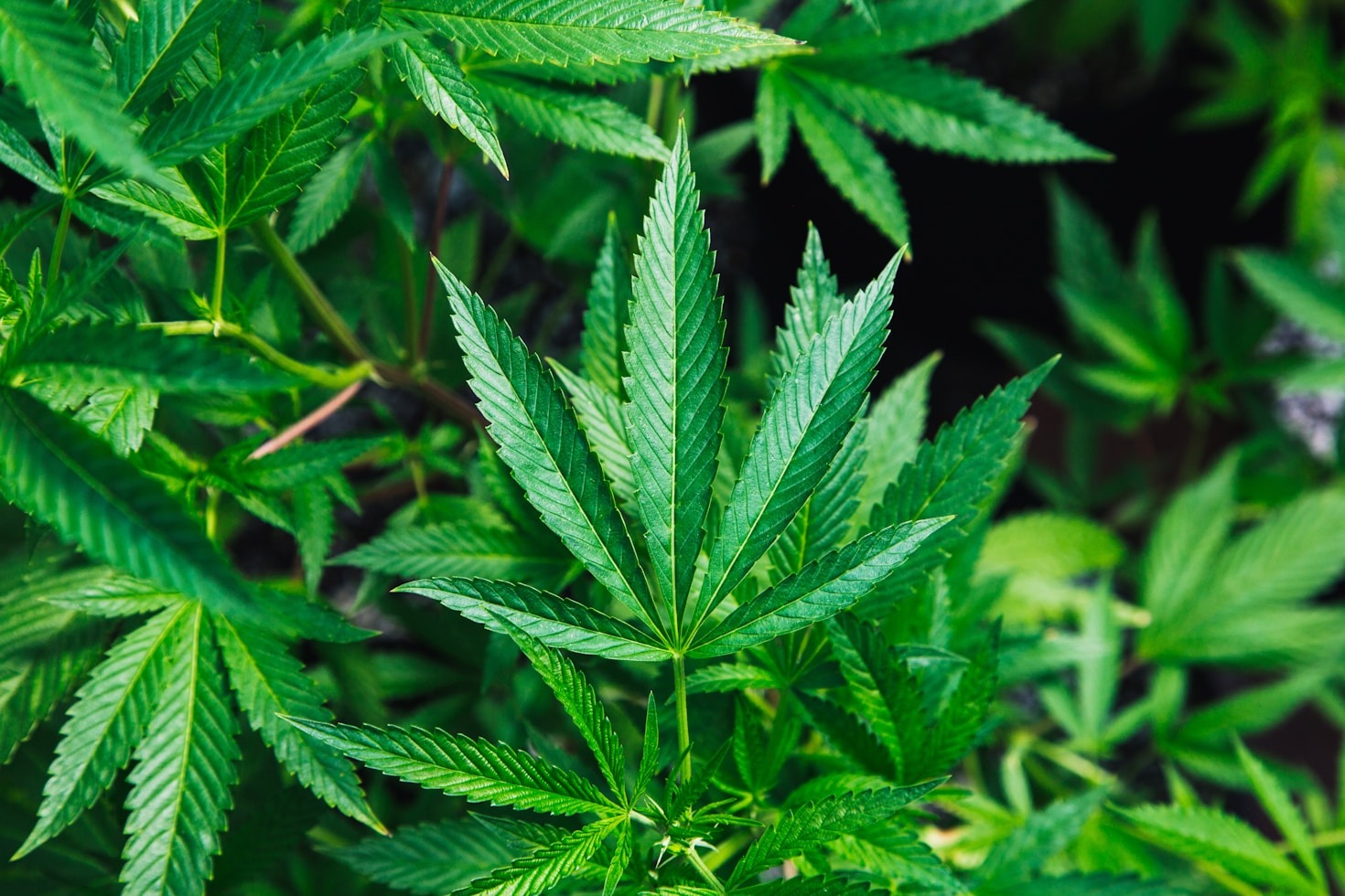 The Rise of AI in the Marijuana Industry
