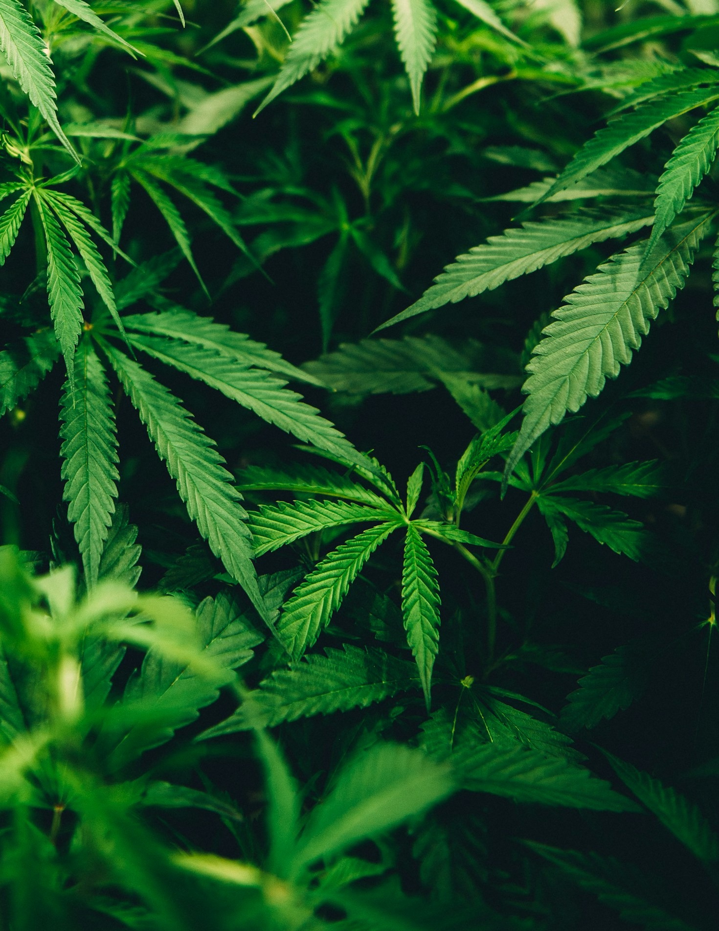 Innovations in Cannabis: A Comprehensive Overview